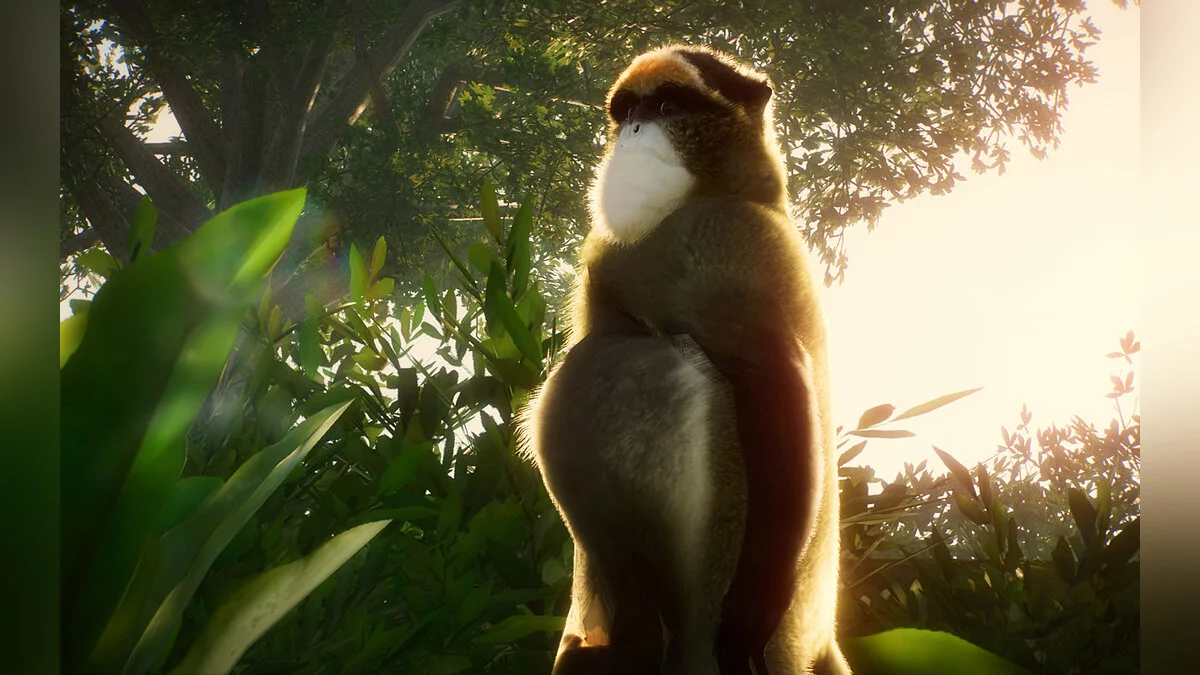 Planet Zoo — Новые виды - обезьяна Де Бразза