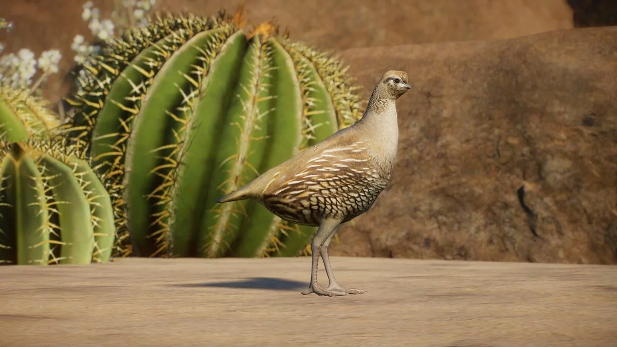 Planet Zoo — Калифорнийский перепел - новый вид