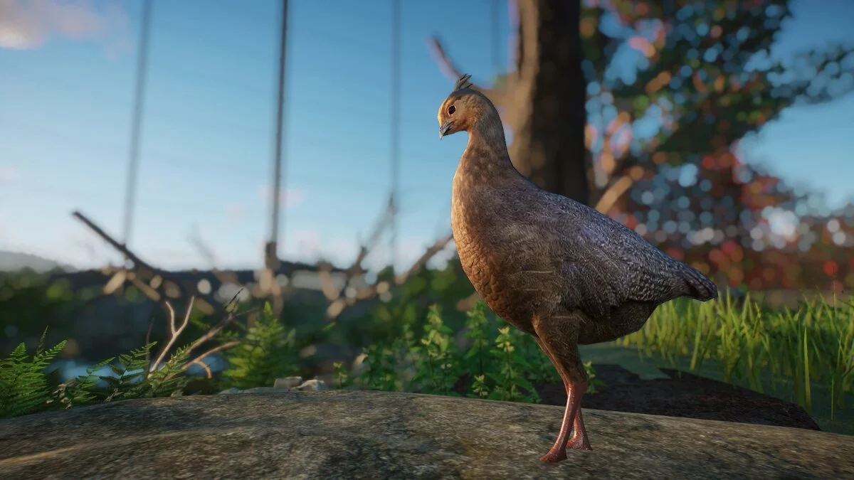 Planet Zoo — Кровавый фазан - новые виды