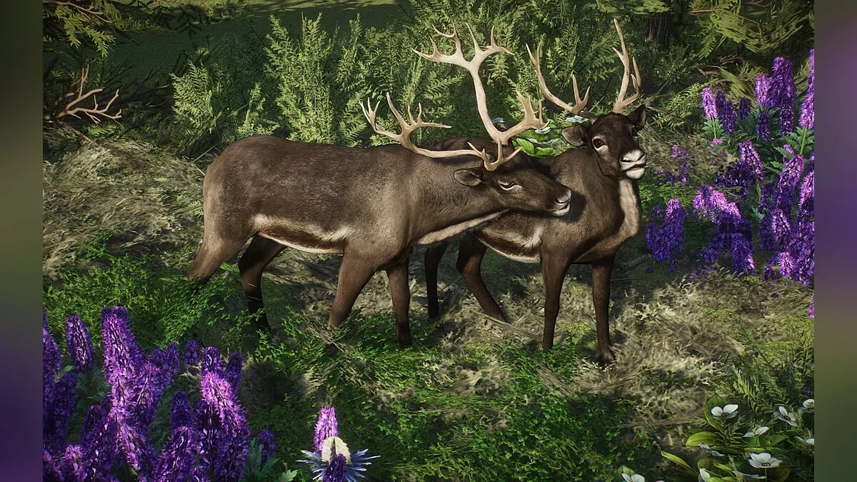 Planet Zoo — Новые виды - финский лесной северный олень