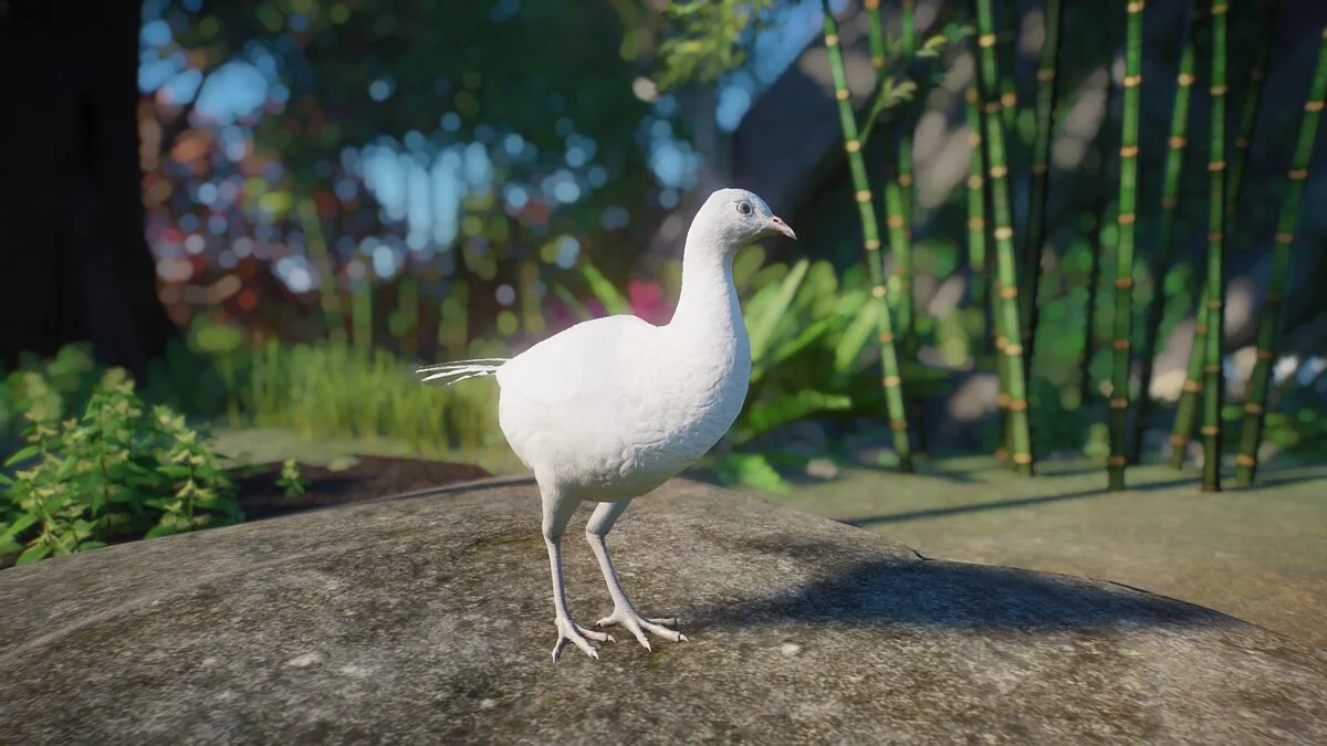 Planet Zoo — Золотой фазан - новые виды