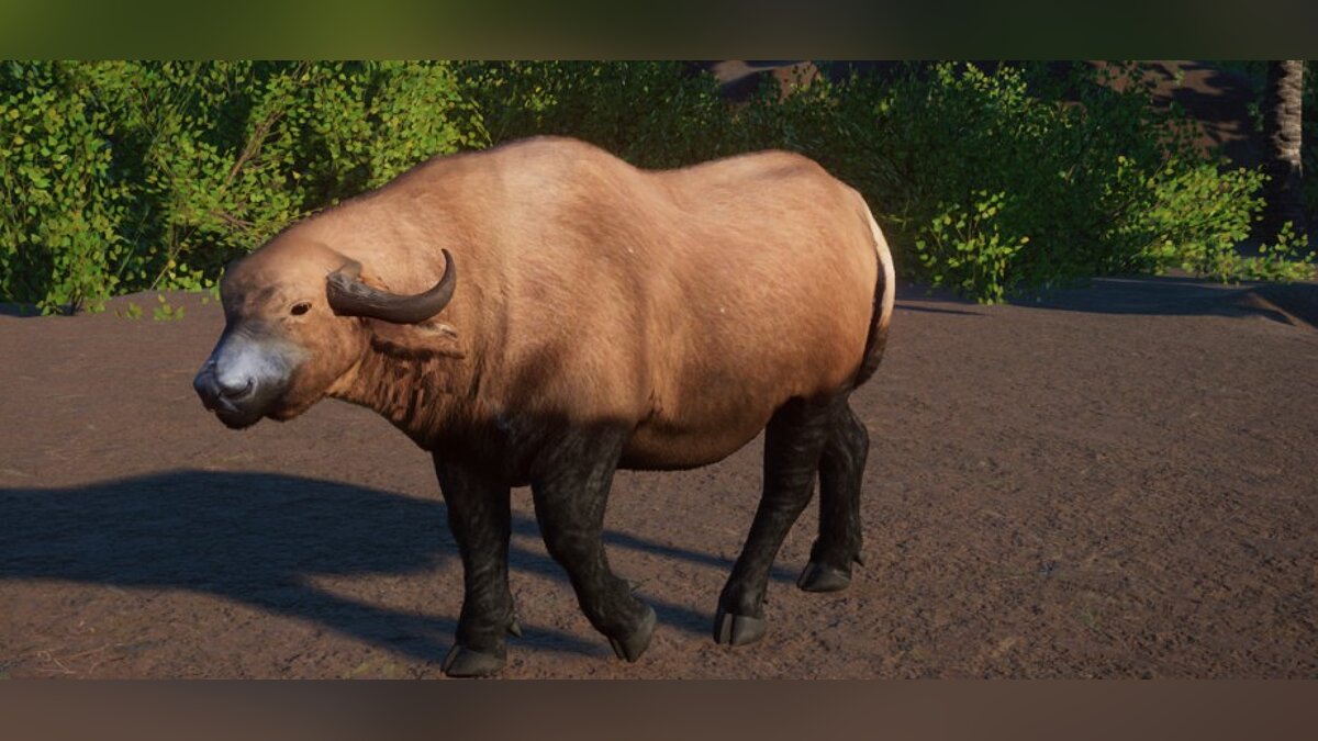 Planet Zoo — Африканский лесной буйвол - новый вид