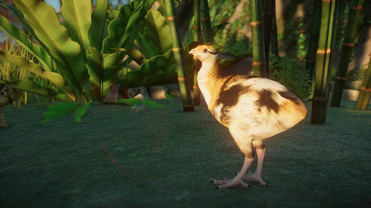 Planet Zoo — Фазан Рива - новые виды