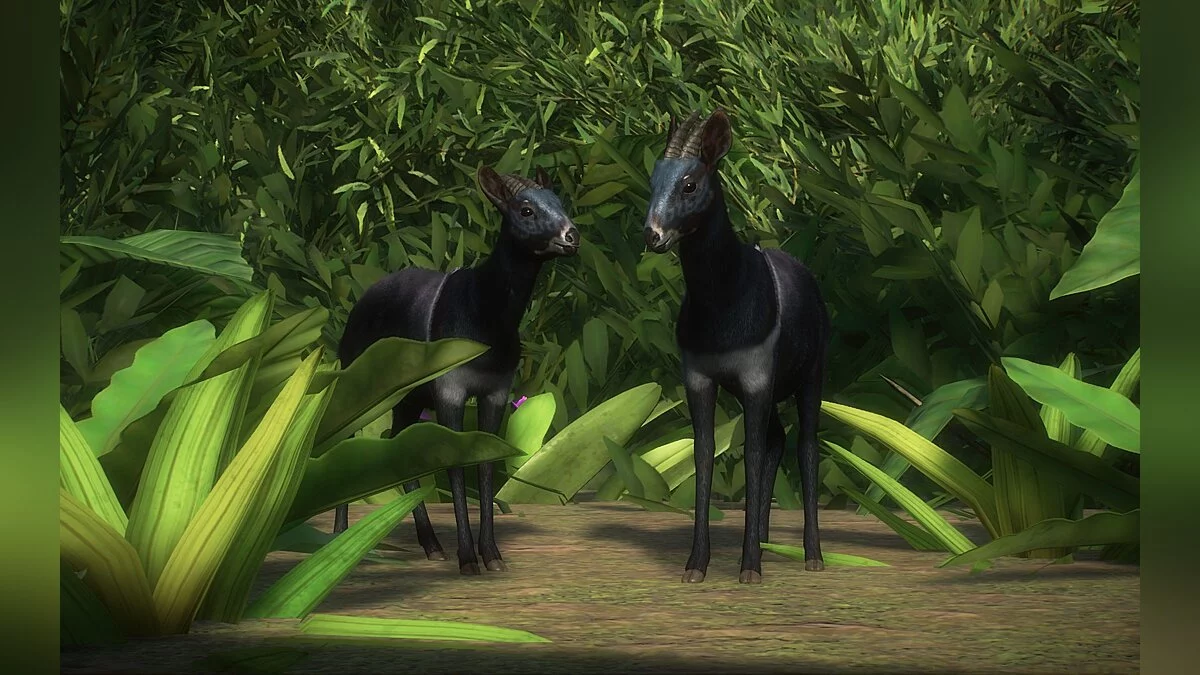 Planet Zoo — Новые виды - дуйкер Джентинка