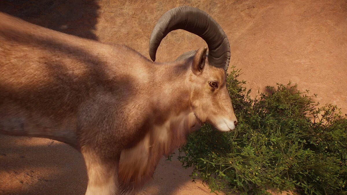 Planet Zoo — Аудад