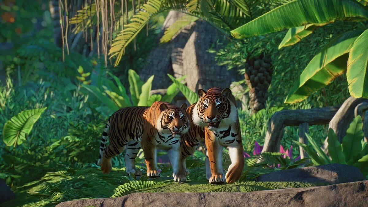 Planet Zoo — Суматранский тигр - новый вид