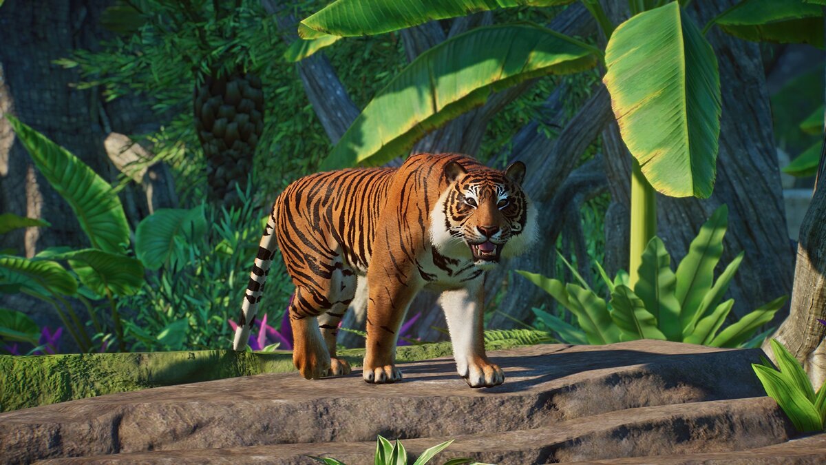 Planet Zoo — Суматранский тигр - новый вид