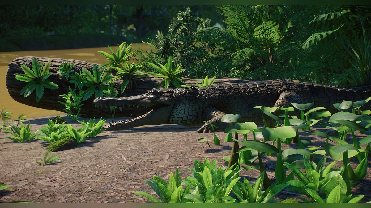 Planet Zoo — Новый вид - центральноафриканский тонконогий крокодил