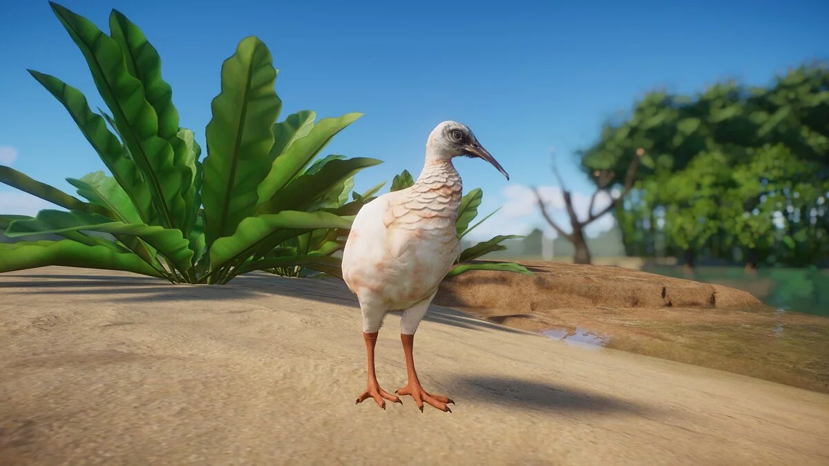 Planet Zoo — Хохлатый ибис - новый вид