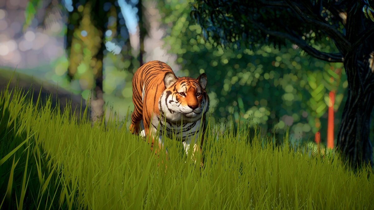 Planet Zoo — Новый вид малайского тигра