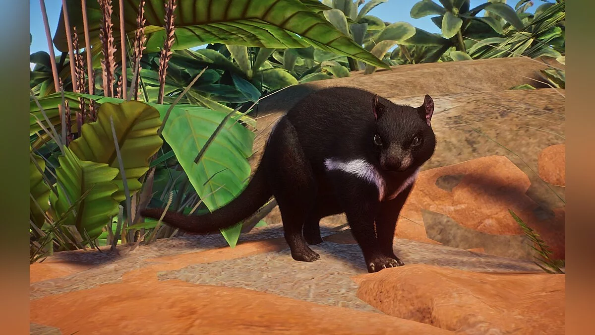 Planet Zoo — Новые виды - тасманийский дьявол