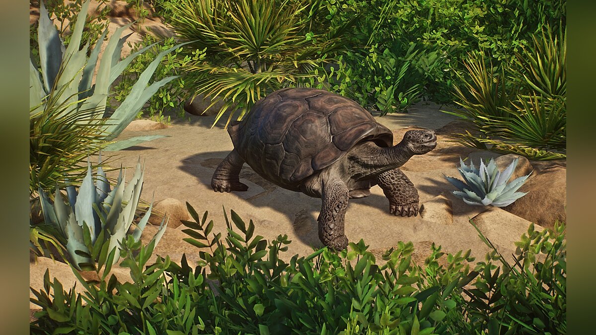 Planet Zoo — Новые виды - гигантская галапагосская черепаха