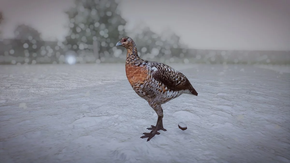 Planet Zoo — Евразийский глухарь - новый вид