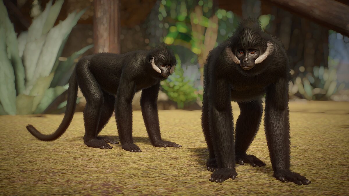 Planet Zoo — Франсуа Лангур - новые виды