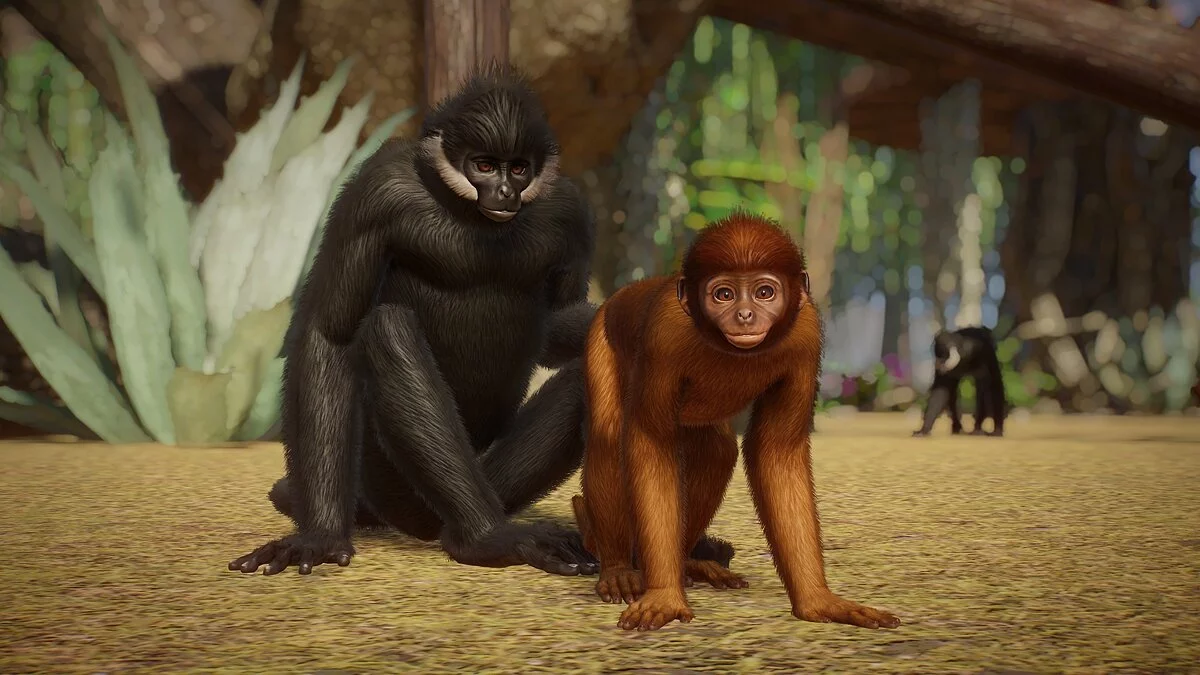 Planet Zoo — Франсуа Лангур - новые виды