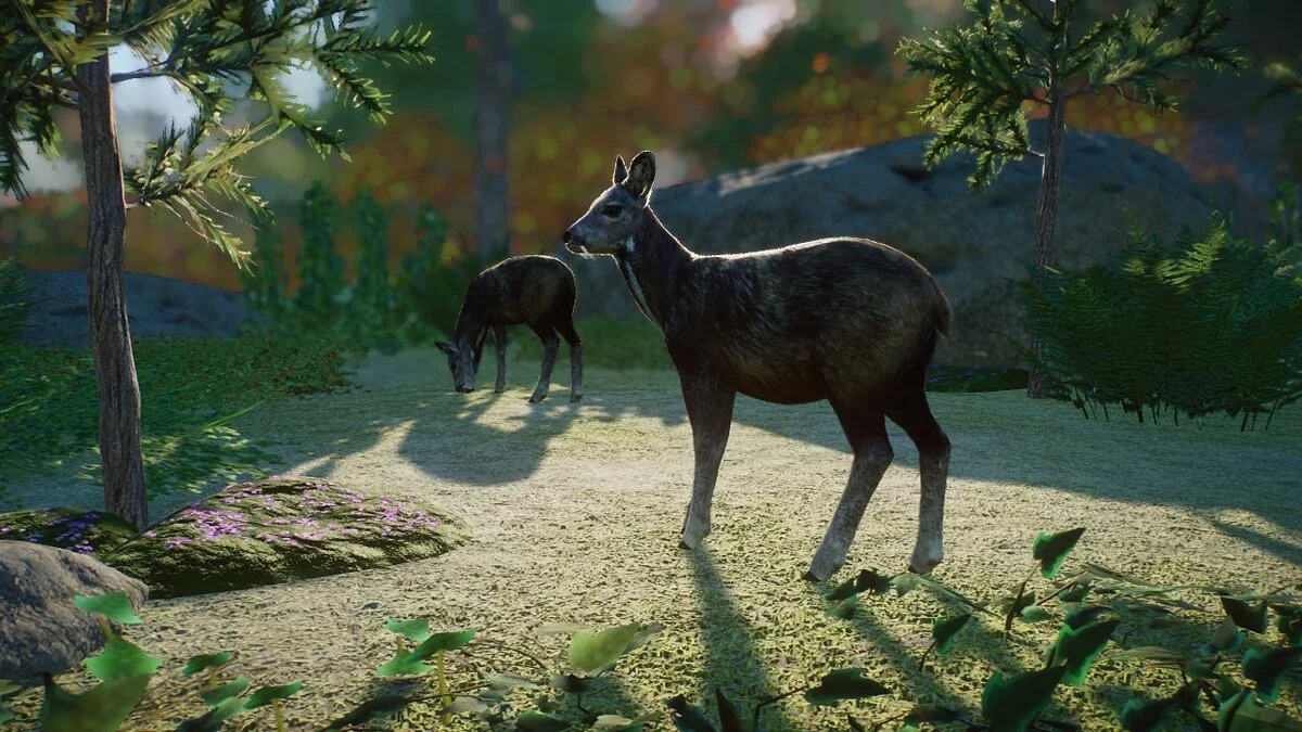 Planet Zoo — Сибирская кабарга - новый вид