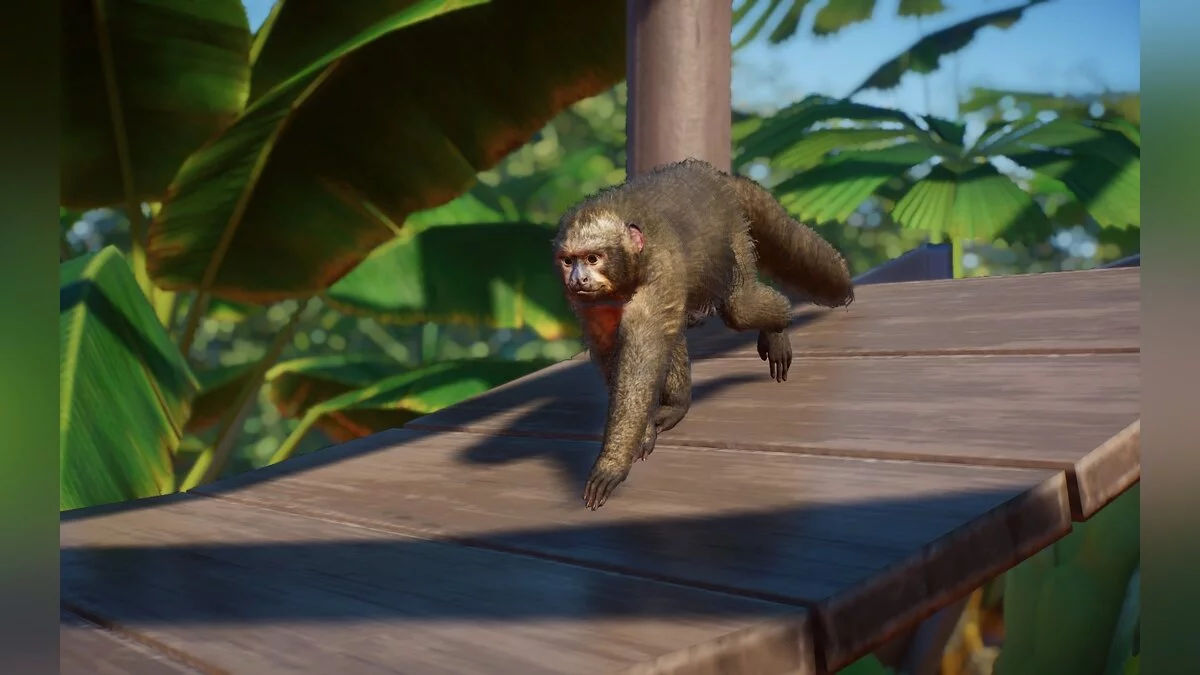 Planet Zoo — Новые виды - белолицая сакская обезьяна