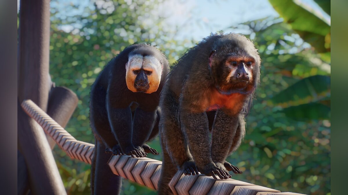 Planet Zoo — Новые виды - белолицая сакская обезьяна