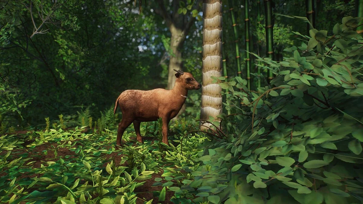 Planet Zoo — Низменный аноа — новые виды