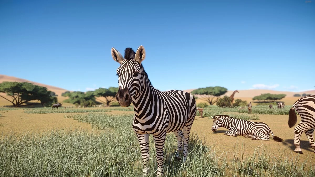 Planet Zoo — Реалистичная зебра