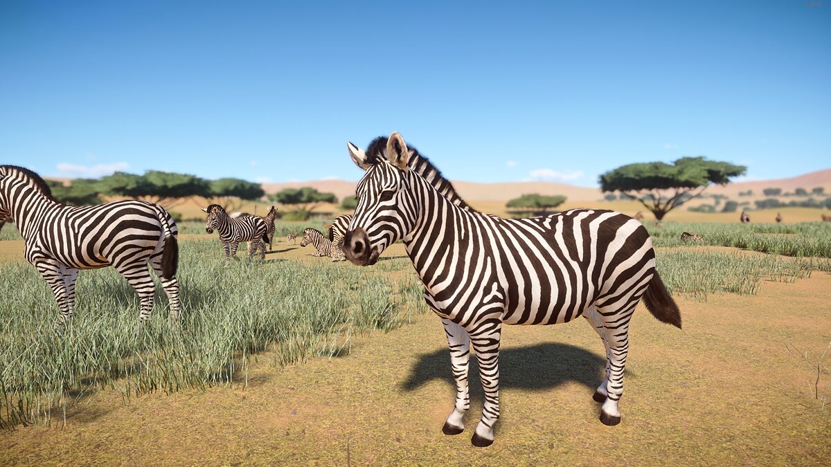Planet Zoo — Реалистичная зебра