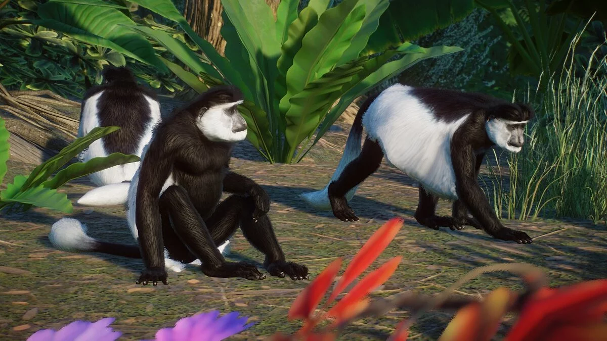 Planet Zoo — Восточный черно-белый колобус - новые виды