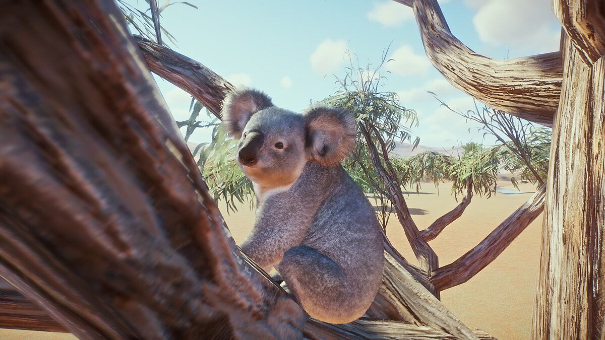 Planet Zoo — Квинслендская коала - ремастер