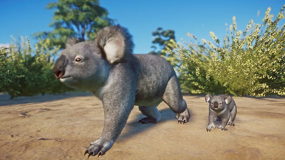 Planet Zoo — Квинслендская коала - ремастер