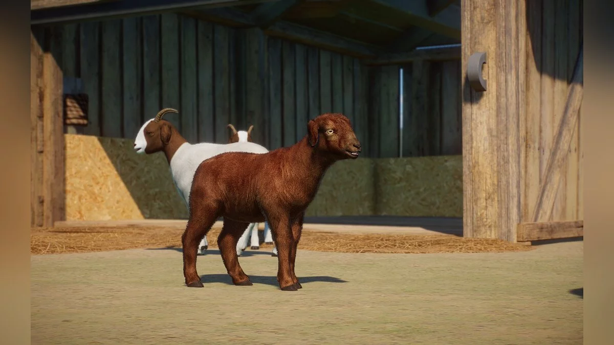 Planet Zoo — Новый вид - бурская коза