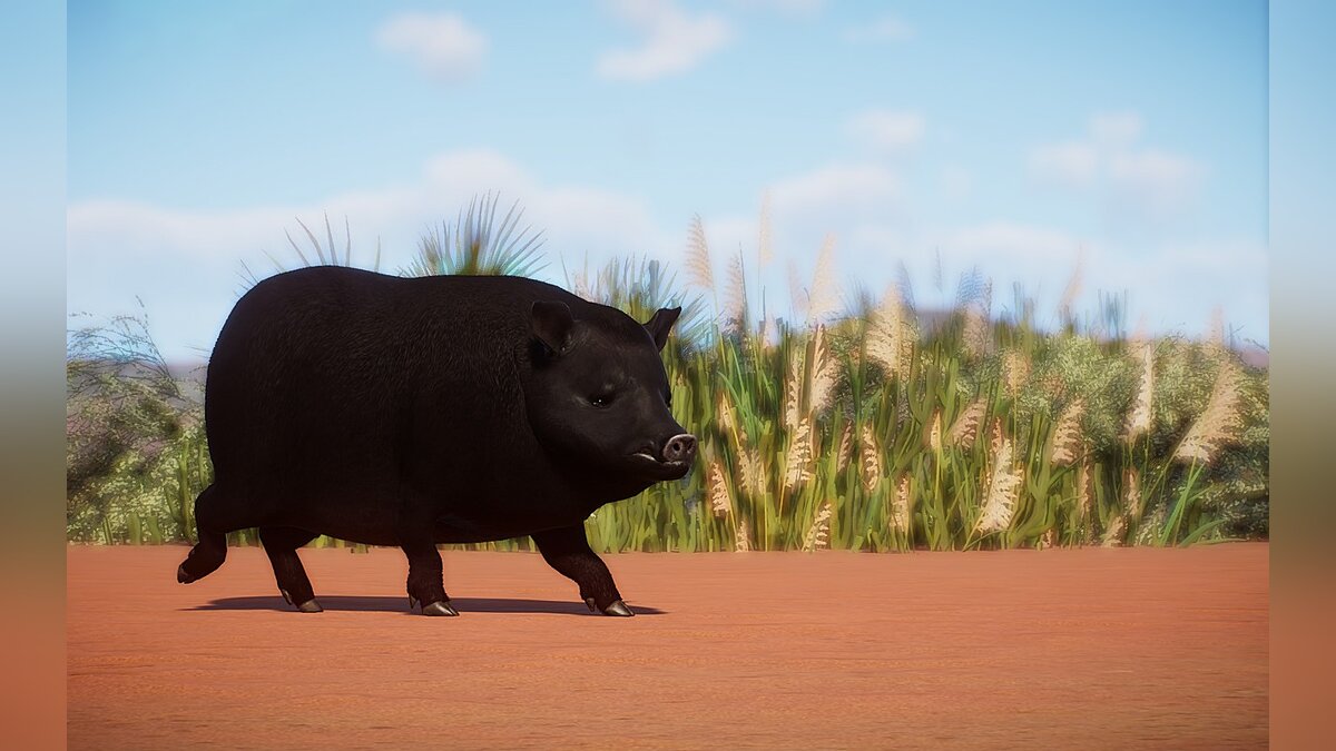 Planet Zoo — Новые виды — американская морская свинка