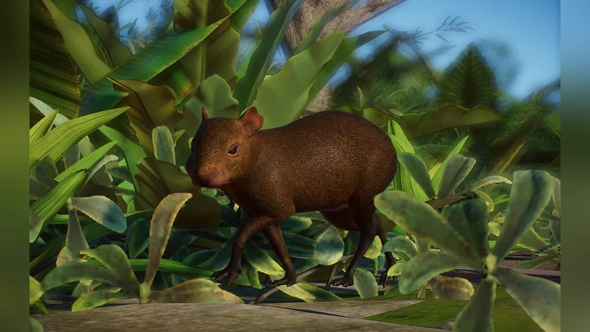 Planet Zoo — Новые виды - центральноамериканские агути