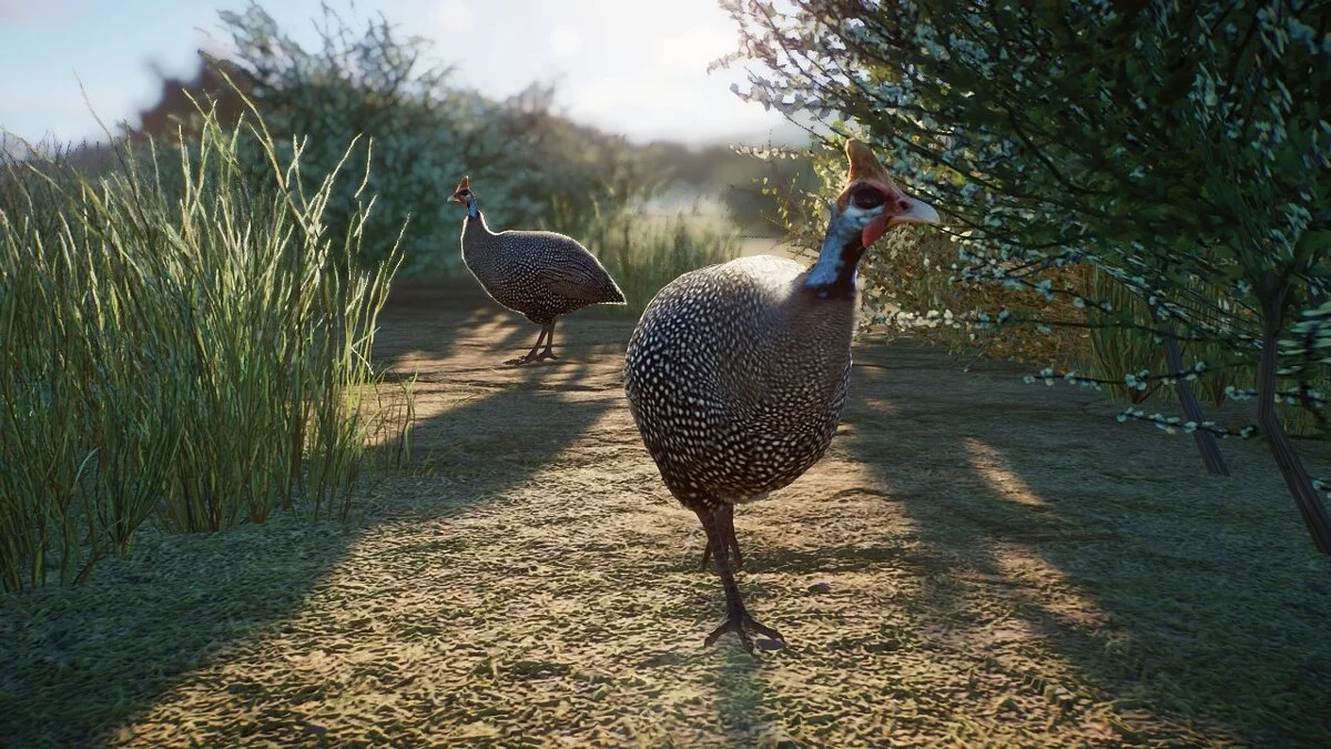 Planet Zoo — Цесарки в шлемах — новые виды