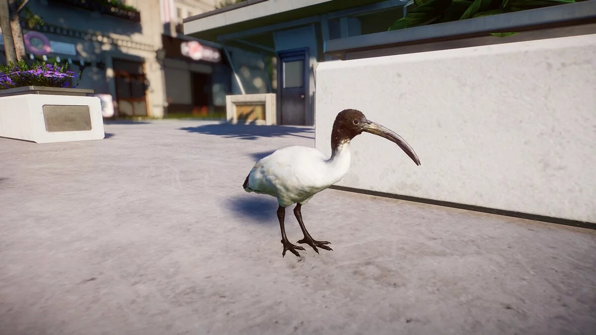 Planet Zoo — Австралийский белый ибис - новый вид