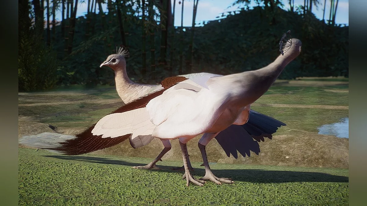 Planet Zoo — Новые виды - индийский павлин (камео и серо-коричневый)