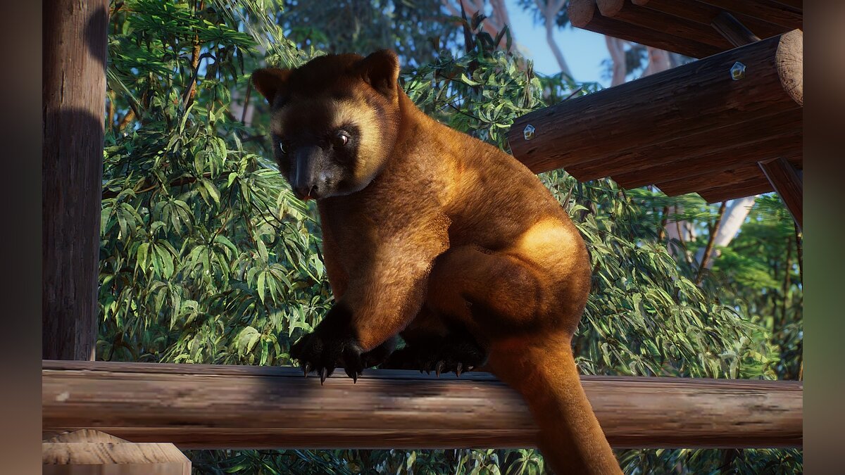Planet Zoo — Новые виды - древесный кенгуру Люмгольца