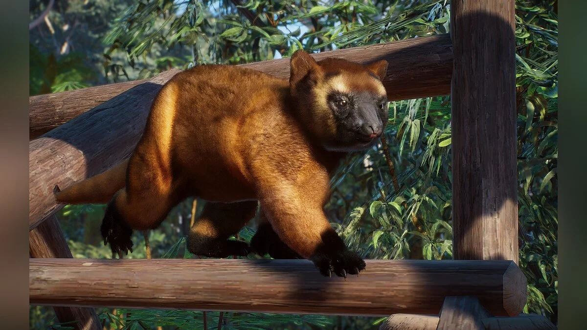 Planet Zoo — Новые виды - древесный кенгуру Люмгольца