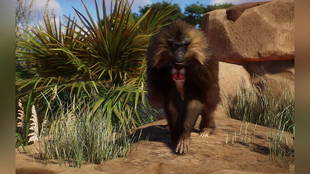 Planet Zoo — Новые виды - гелада