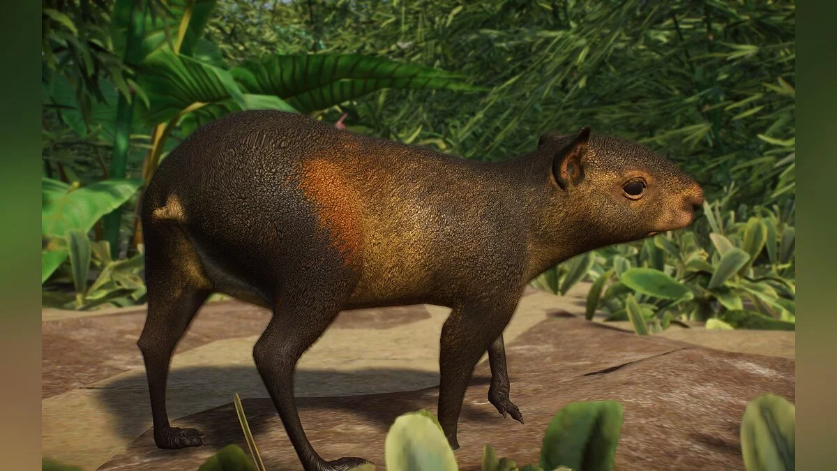 Planet Zoo — Новые виды - чернопоясничный агути
