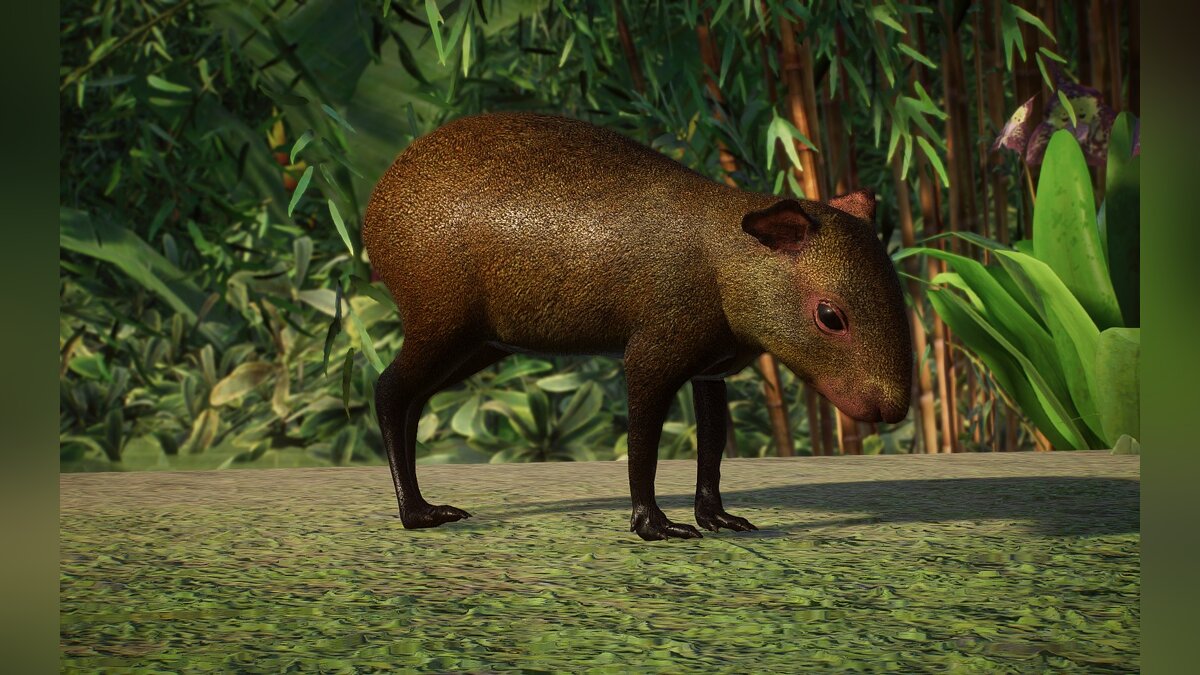 Planet Zoo — Новые виды - агути острова Руатан