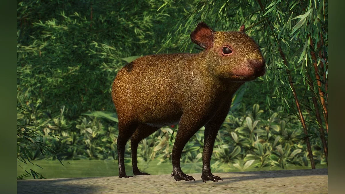 Planet Zoo — Новые виды - агути острова Руатан