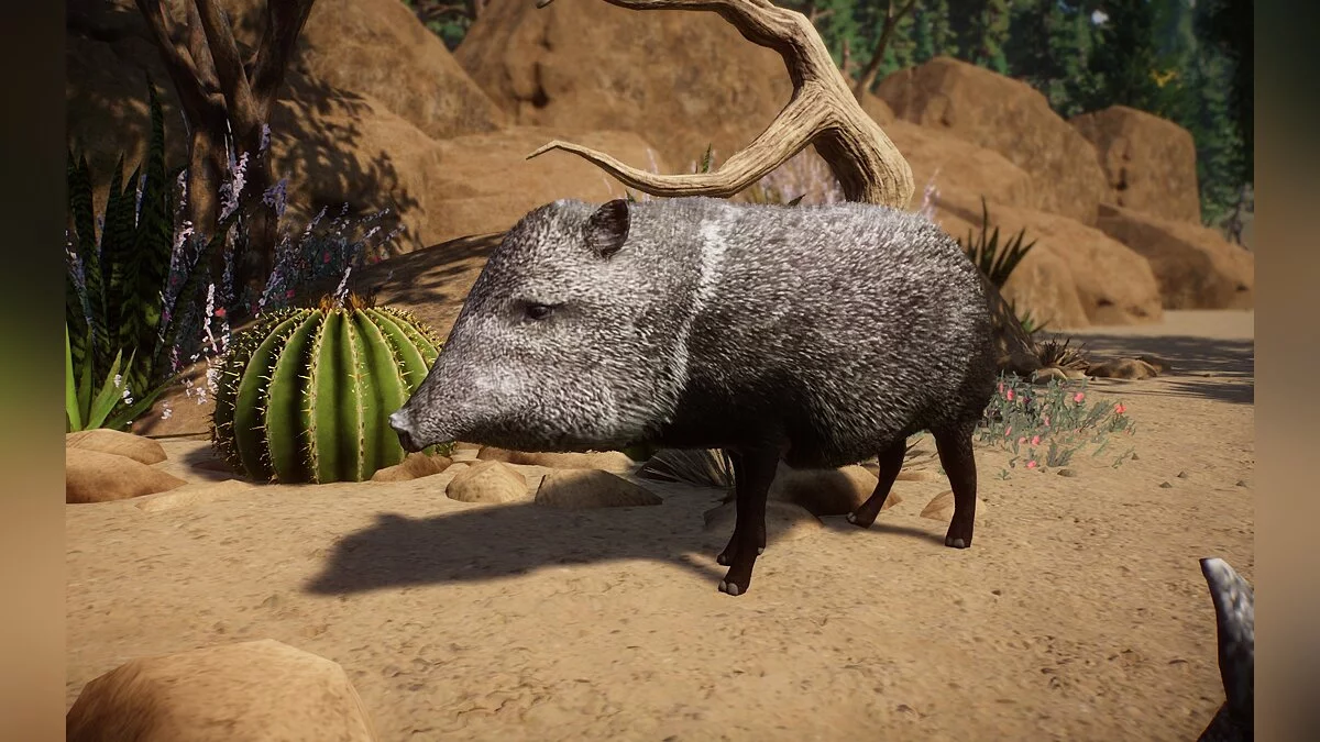 Planet Zoo — Новые виды — пекари с ошейником