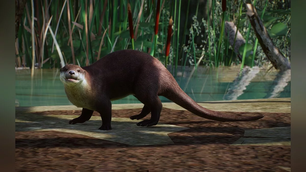Planet Zoo — Новый вид - евразийская выдра