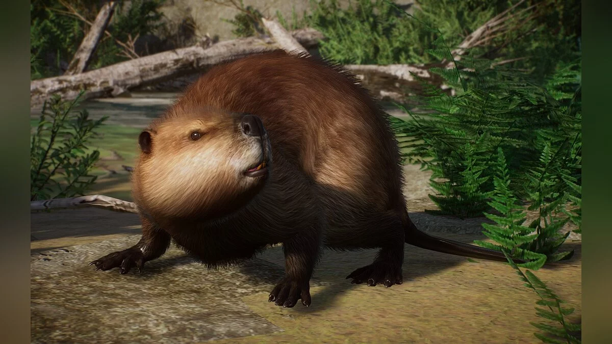 Planet Zoo — Новый вид – евразийский бобр