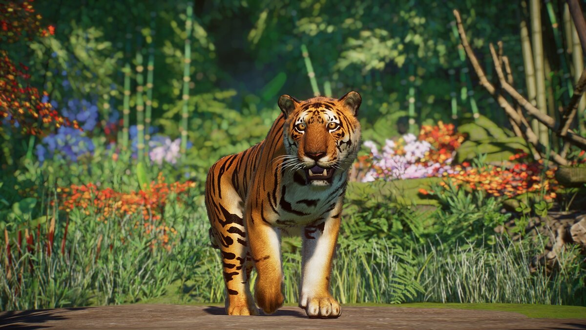 Planet Zoo — Южно-китайский тигр