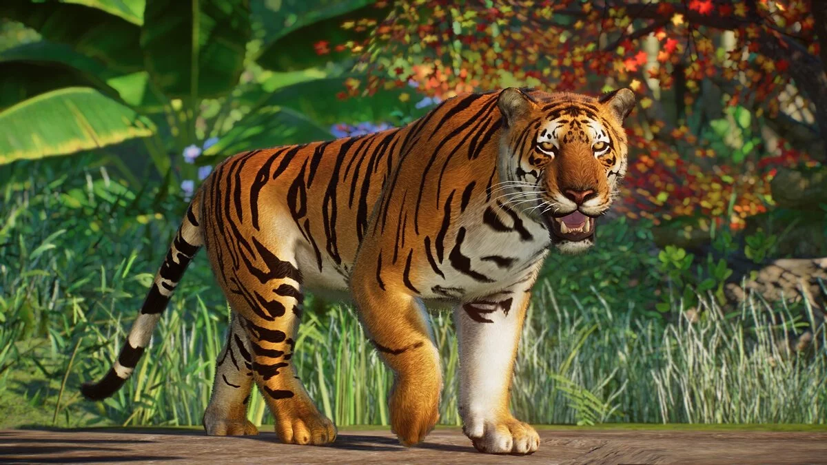 Planet Zoo — Южно-китайский тигр