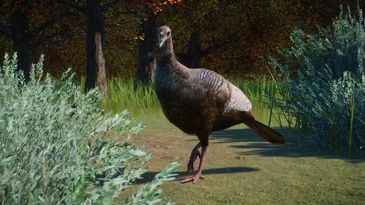 Planet Zoo — Восточная дикая индейка - новые виды