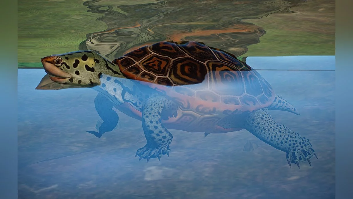 Planet Zoo — Новые виды — ромбовидная черепаха