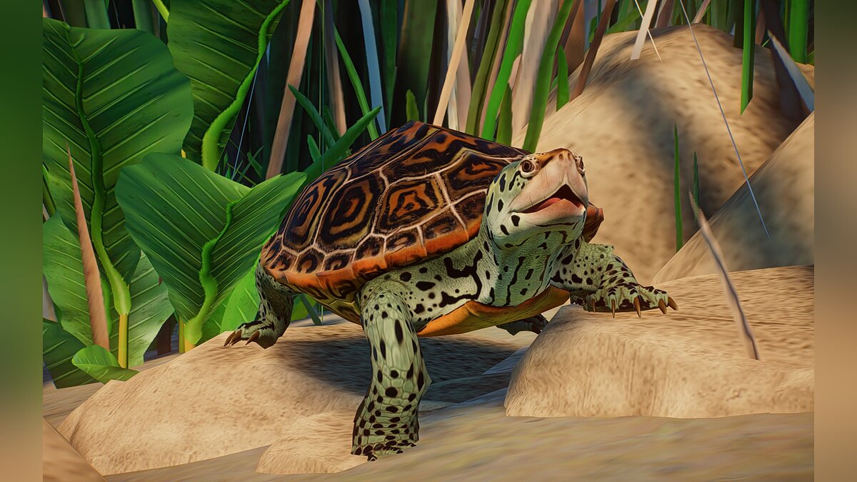 Planet Zoo — Новые виды — ромбовидная черепаха