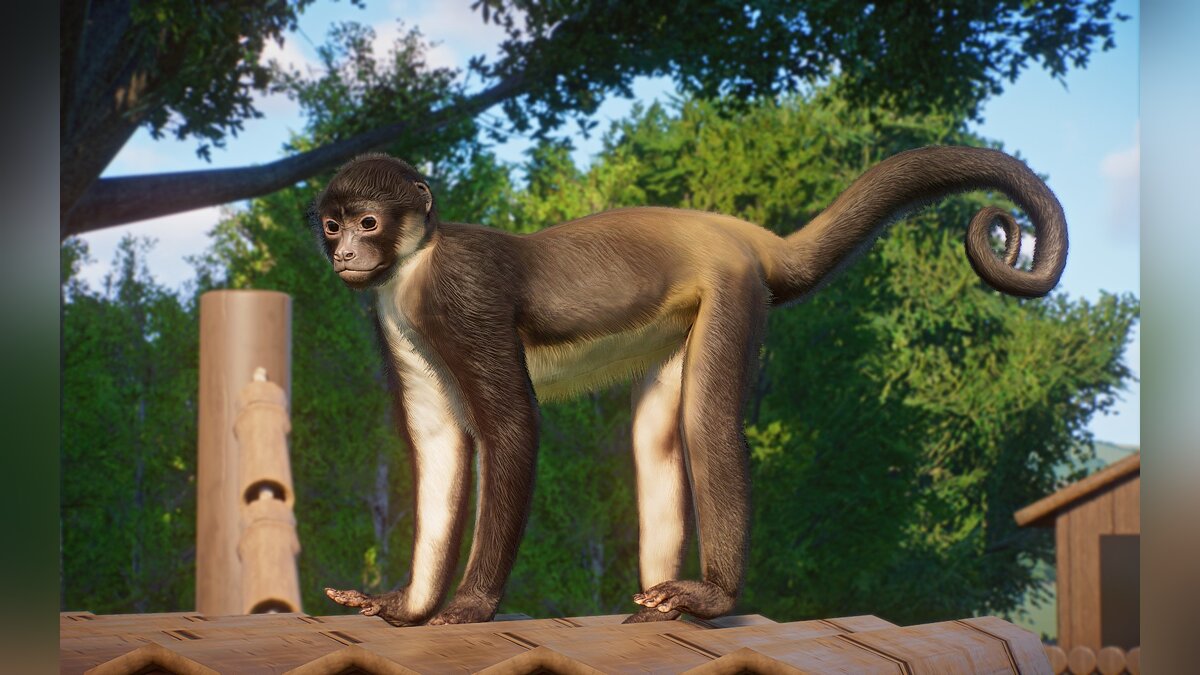Planet Zoo — Новые виды - юкатанская паучья обезьяна