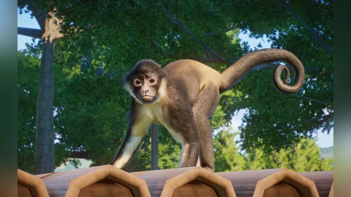 Planet Zoo — Новые виды - юкатанская паучья обезьяна